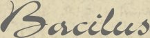 Logo Rest. Bacilus